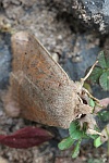 Rundfl�gel-K�tzcheneule (Orthosia cerasi)