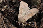 Rundfl�gel-K�tzcheneule (Orthosia cerasi)