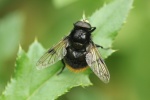 Hummelschwebfliege (Volucella bombylans)