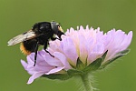 Hummelschwebfliege (Volucella bombylans)