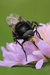 Hummelschwebfliege (Volucella bombylans)