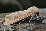 Rundfl�gel-K�tzcheneule (Orthosia cerasi)