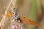 Ampfer-Purpurspanner (Lythria cruentaria)