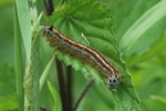 Ringelspinner (Malacosoma neustria)