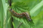 Ringelspinner (Malacosoma neustria)