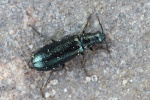 Himmelblauer Haark�fer (Dasytes caeruleus)