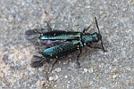 Himmelblauer Haark�fer (Dasytes caeruleus)