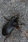 Gew�hnlicher Rotstirnl�ufer (Anisodactylus binotatua)