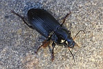 Gew�hnlicher Rotstirnl�ufer (Anisodactylus binotatua)