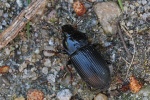 Gew�hnlicher Rotstirnl�ufer (Anisodactylus binotatua)