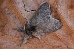 Buchen-Streckfu� (Calliteara pudibunda)