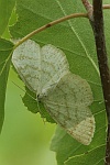 Braunstirn-Weispanner (Cabera exanthemata)