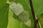 Braunstirn-Weispanner (Cabera exanthemata)