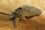 Buchen-Streckfu� (Calliteara pudibunda)