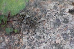 Graubindige Augenfleckbock (Mesosa nebulosa)