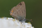 Kleiner Schlehen-Zipfelfalter (Satyrium acaciae)