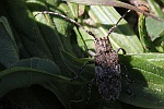 Graubindige Augenfleckbock (Mesosa nebulosa)