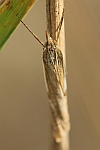 Gestreifter Wiesen-Grasznsler (Crambus pratella)