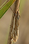 Gestreifter Wiesen-Grasznsler (Crambus pratella)