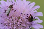 Helle Tanzfliege (Empis livida)