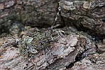 Graubindige Augenfleckbock (Mesosa nebulosa)