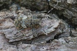 Graubindige Augenfleckbock (Mesosa nebulosa)