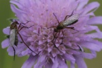 Helle Tanzfliege (Empis livida)