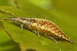 Gemeine Florfliege (Chrysoperla carnea)