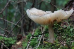 Breitblttriger Holzrbling (Megacollybia platyphylla)