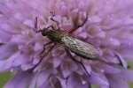 Helle Tanzfliege (Empis livida)