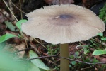 Breitblttriger Holzrbling (Megacollybia platyphylla)