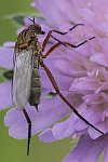 Helle Tanzfliege (Empis livida)