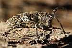 Graubindige Augenfleckbock (Mesosa nebulosa)
