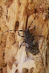 Graubindige Augenfleckbock (Mesosa nebulosa)
