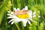 Violettrote Kleinspanner (Scopula rubiginata)