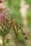 Skorpionsfliege (Panorpa communis)