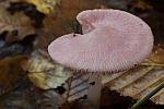 Rosa Rettich-Helmling (Mycena rosea)