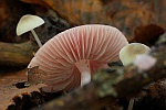 Rosa Rettich-Helmling (Mycena rosea)