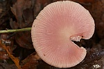 Rosa Rettich-Helmling (Mycena rosea)