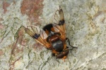 Gelbfleck-Waldschwebfliege (Volucella inflata)