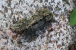 Eichen-Zahnspinner (Peridea anceps)