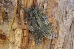 Eichen-Zahnspinner (Peridea anceps)