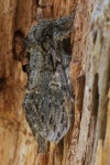 Eichen-Zahnspinner (Peridea anceps)