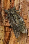 Eichen-Zahnspinner (Peridea anceps)