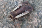 Hellrandige Erdeule (Ochropleura plecta)