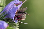 Baumhummel (Bombus hypnorum)