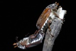 Feldmaik�fer (Melolontha melolontha) - P�rchen
