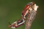 Feldmaik�fer (Melolontha melolontha)