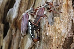 Feldmaik�fer (Melolontha melolontha) - P�rchen