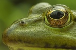 Seefrosch (Rana ridibunda)